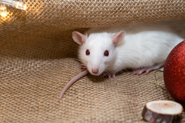 The rat is a symbol of 2020. A rat is sitting on a burlap. A white rat is looking into the frame. Rustic style New Year rat