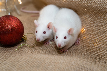 Two cute white rats in christmas decorations. Christmas red Christmas tree toy next to the rats. Rat is a symbol of 2020