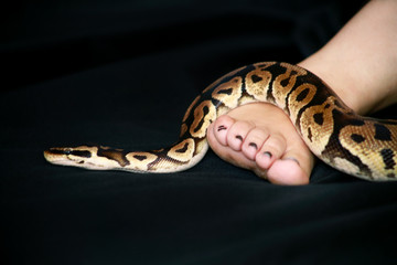 Leg with Royal Python snake. Ball Python slithering on female foot and leg. Species snake Python...