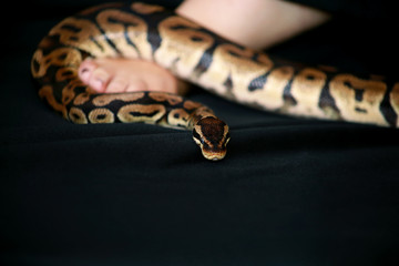 Leg with Royal Python snake. Ball Python slithering on female foot and leg. Species snake Python...