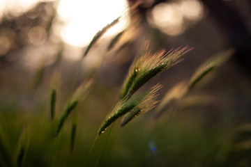 Poaceae or Gramineae