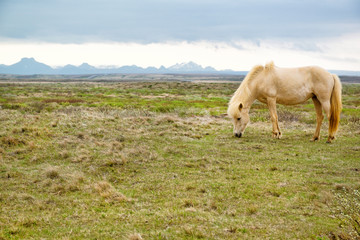 Landscape with beautiful icelandic horse grazing the grass and the mountains, Iceland