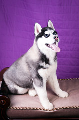 Portrait of Husky interior apartment