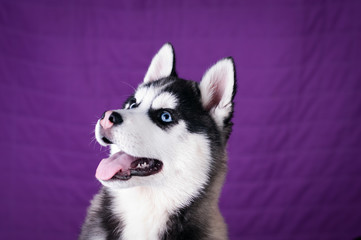 Portrait of Husky interior apartment