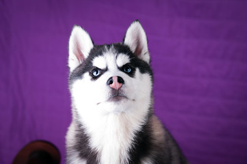 Portrait of Husky interior apartment