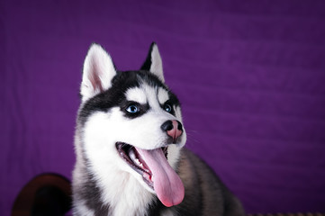 Portrait of Husky interior apartment
