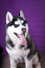 Portrait of Husky interior apartment