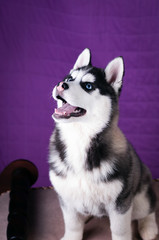 Portrait of Husky interior apartment