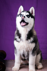 Fototapeta premium Portrait of Husky interior apartment