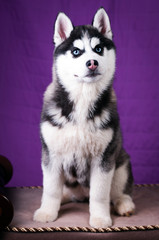 Portrait of Husky interior apartment