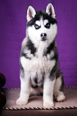 Portrait of Husky interior apartment