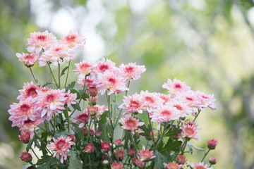 Yellow pinkish chrysenthemum flower in nature