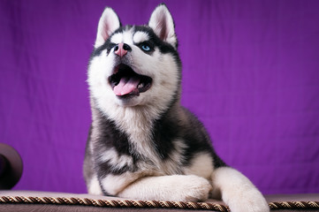 Portrait of Husky interior apartment © Олександр Цимбалюк