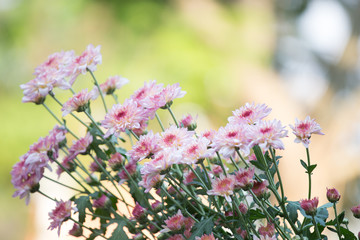 Yellow pinkish chrysenthemum flower in nature