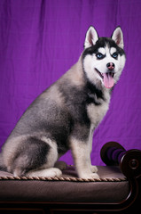 Portrait of Husky interior apartment