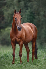 beautiful elegant red mare horse with long brown tail on forest background