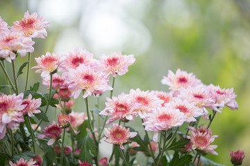 Yellow pinkish chrysenthemum flower in nature