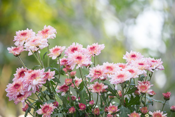 Yellow pinkish chrysenthemum flower in nature