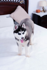 Portrait of Husky interior apartment