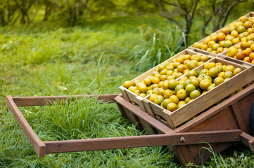 Wooden box of orange fruits on the cart in the orange farm or garden in the morning.