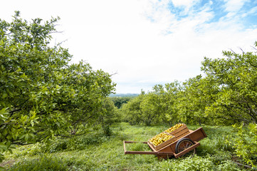 Wooden box of orange fruits on the cart in the orange farm or garden in the morning.