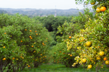 Blur of orange farm or garden in the morning. Summer background. Lemon garden