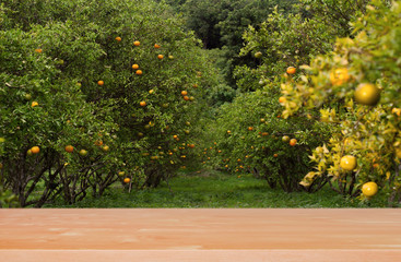 Wood table top on shiny sunlight with blur of orange garden in the morning.