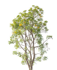 Obraz premium Isolate tree on white background. Large tree wth brown stem