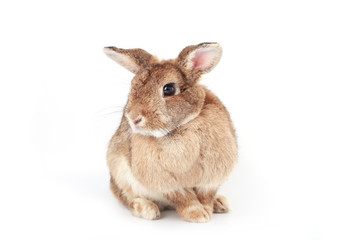 Brown little rabbit, adorable young bunny on white backround