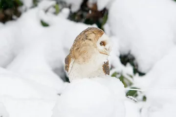 Foto auf Leinwand Kerkuil in de sneeuw © photoPepp