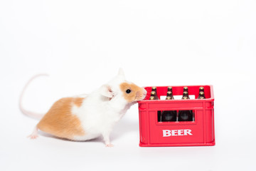 Orange spotted mouse sniffing to a beer