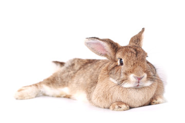 Brown little rabbit, adorable young bunny on white backround