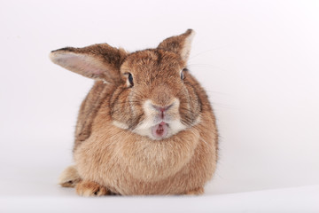 Brown little rabbit, adorable young bunny on white backround