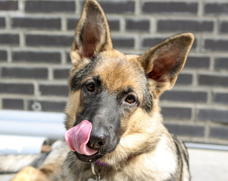 Herderpup likt aan haar neus