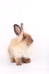 Brown little rabbit, adorable young bunny on white backround