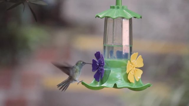 Hummingbird drinking sweet water from a fountain. Slow motion