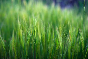 Poaceae or Gramineae