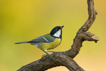 Single great tit sitting on tree branch