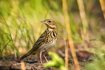 Pipit bird in green grass