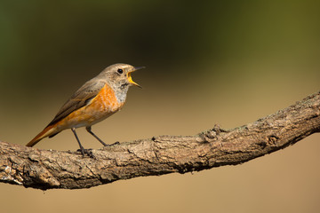 Redstart sitting on tree branch