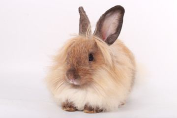 Brown little rabbit, adorable young bunny on white backround