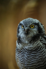 Close up portrait of the common northern hawk-owl (Surnia ulula), a medium sized true owl of the northern latitudes. Majestic bird stares at photographer. Estonia, North Europe.