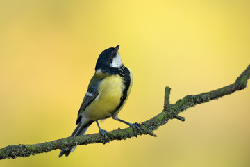 Single great tit sitting on tree branch
