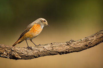 Redstart sitting on tree branch