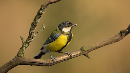 Single great tit sitting on tree branch