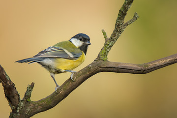 Single great tit sitting on tree branch