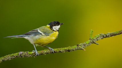 Single great tit sitting on tree branch