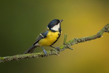 Single great tit sitting on tree branch