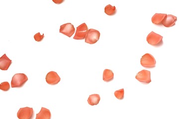 In senlective focus a pile of sweet orange rose corollas on white isolated background and copy space