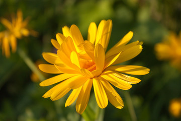 yellow  flower of calendula officinalis on green leaf background, selective focus